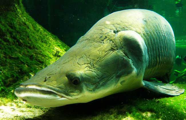 巨骨舌鱼多少钱一斤？