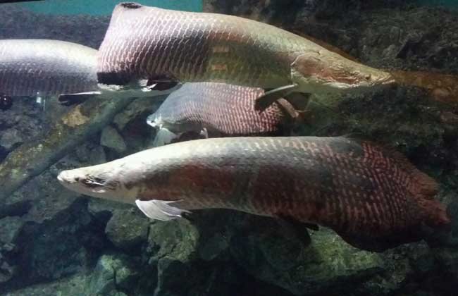巨骨舌鱼的养殖技术