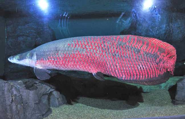 巨滑舌鱼图片