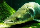 巨骨舌鱼多少钱一斤？