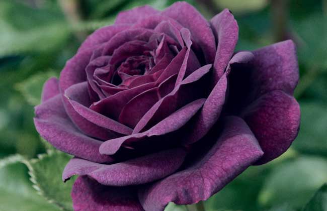 路易十四玫瑰花语和传说