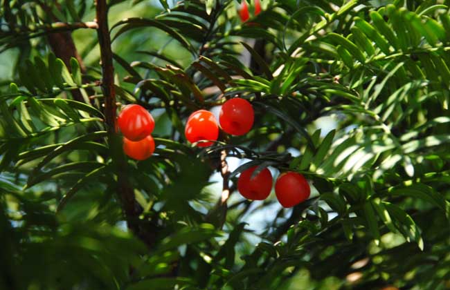 盆栽红豆杉怎么养？