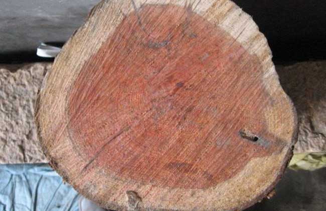 红豆杉木材多少钱一吨？