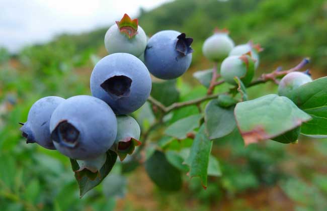 盆栽蓝莓的种植方法