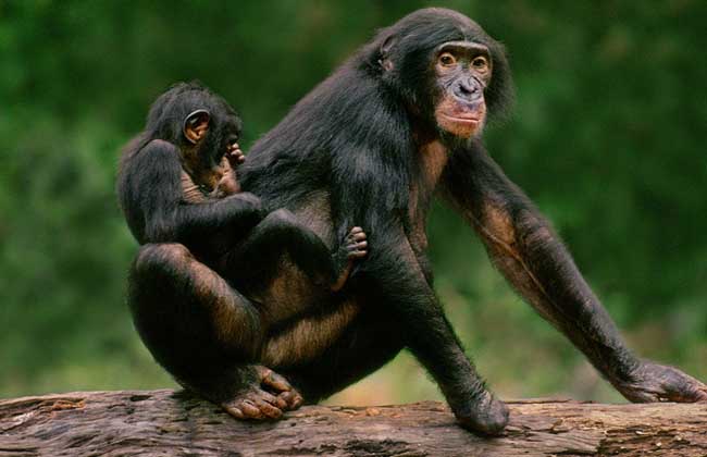 倭黑猩猩为何臭名昭著？