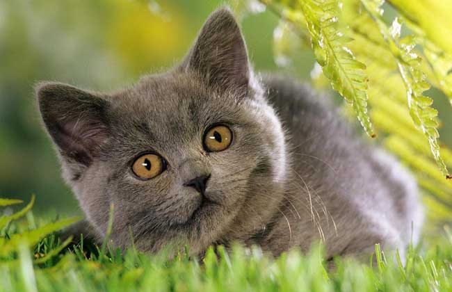 猫为什么怕黄瓜？