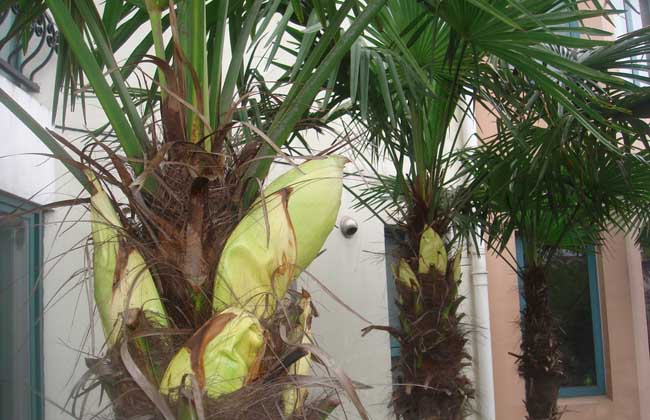棕榈树怎么养