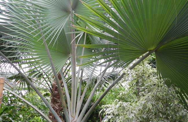 棕榈树种植技术