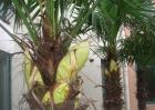 盆栽棕榈树怎么养？