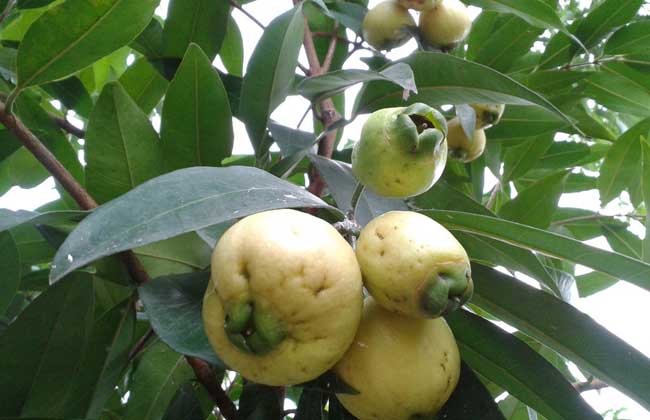 蒲桃种植技术
