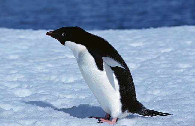 企鹅为什么不会飞