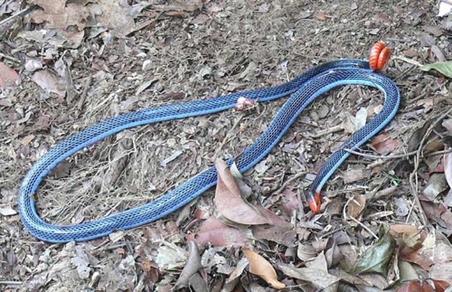 蓝长腺珊瑚蛇