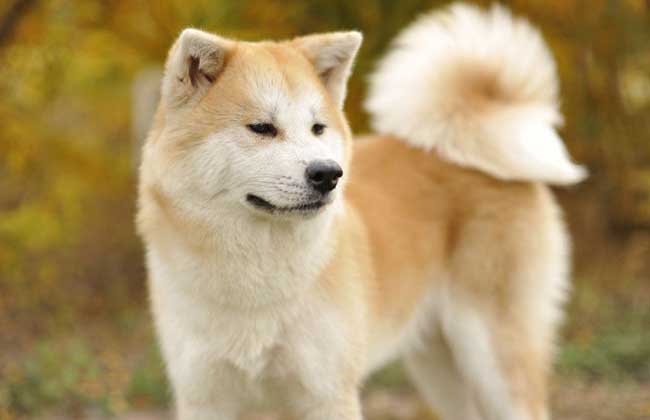 日本秋田犬多少钱一只？
