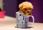 茶杯泰迪犬多少钱一只？