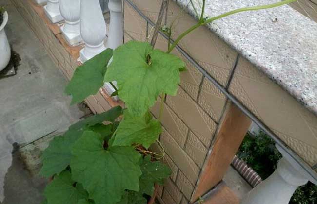 盆栽丝瓜的种植方法