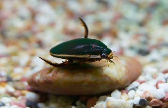 水蟑螂的养殖技术