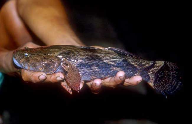 塘鳢鱼养殖技术