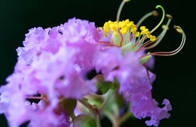 盆栽紫薇花怎么养？