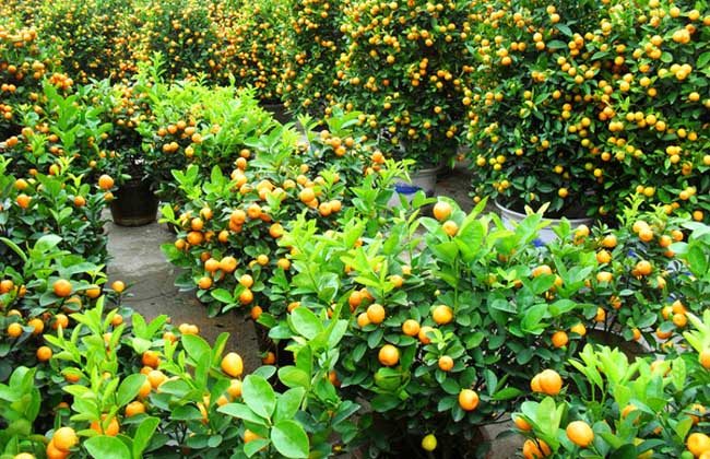 盆栽橘子树