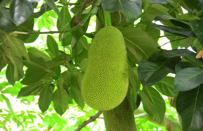 菠萝蜜种植技术