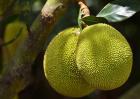 菠萝蜜的种植条件
