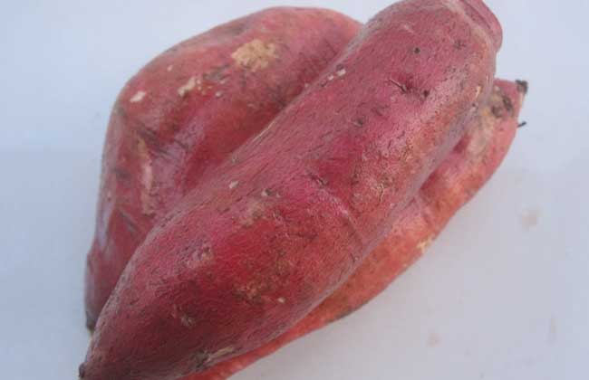 红薯减肥法