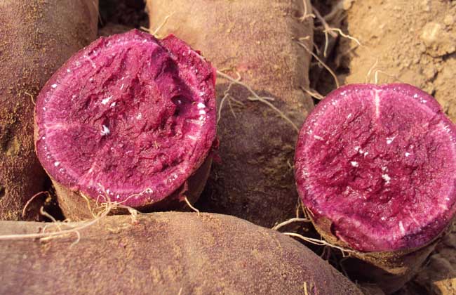紫薯和红薯哪个更减肥？