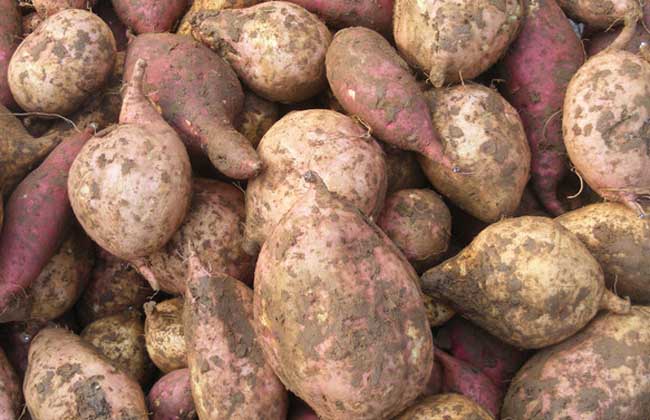 红薯和土豆哪个减肥？