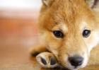 日本柴犬好养吗？