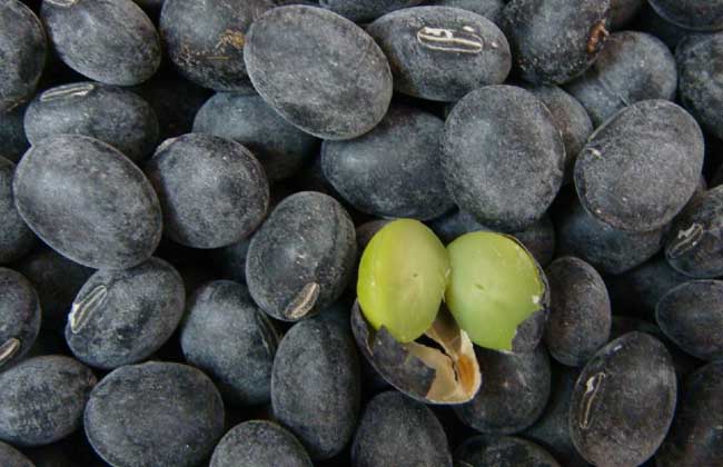 黑豆怎么吃最有营养？
