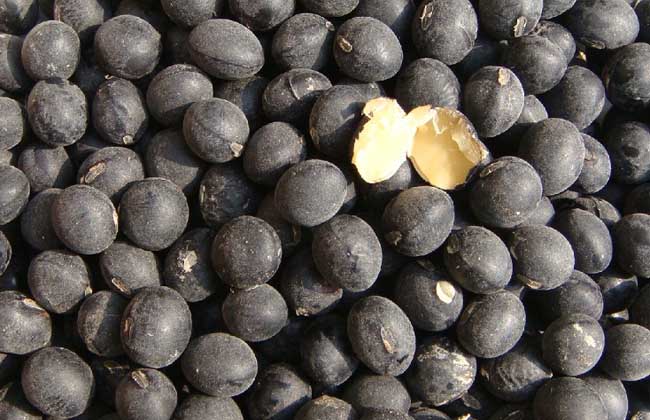 黑豆怎么吃最补肾？