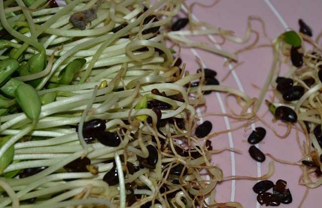黑豆苗的种植方法