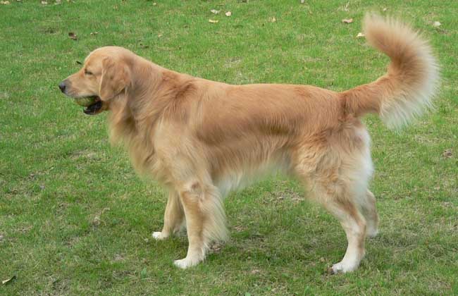 金毛犬和拉布拉多哪个好？