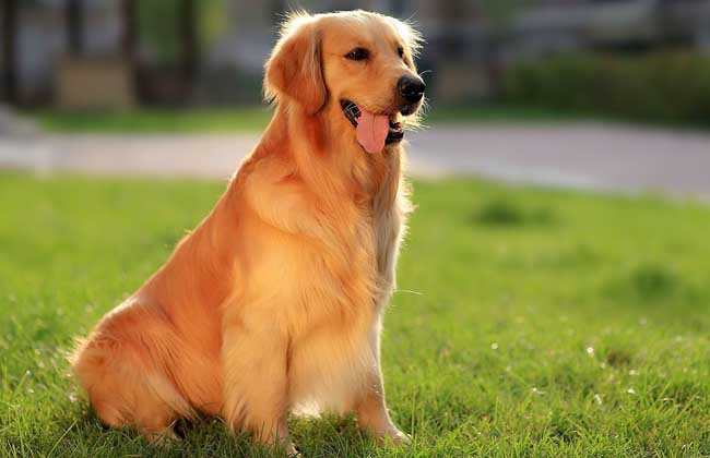 金毛犬有几种颜色？