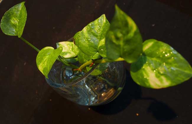 水培绿萝多久换一次水？