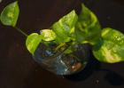 水培绿萝多久换一次水？