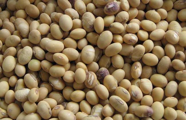 黄豆减肥法怎么吃？