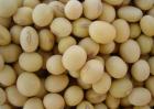 高产大豆种子有哪些？