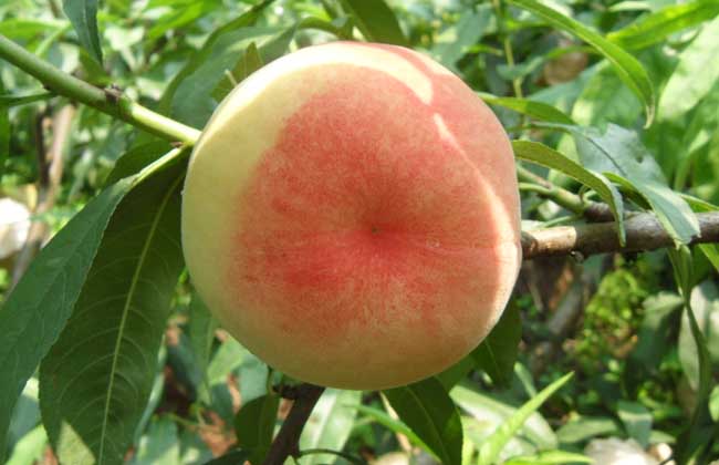水蜜桃种植技术