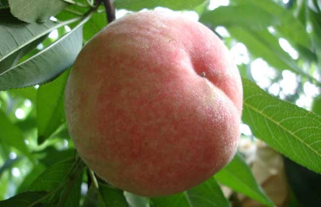 怀孕可以吃水蜜桃吗？