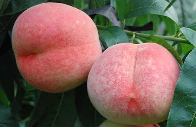 怀孕可以吃水蜜桃吗