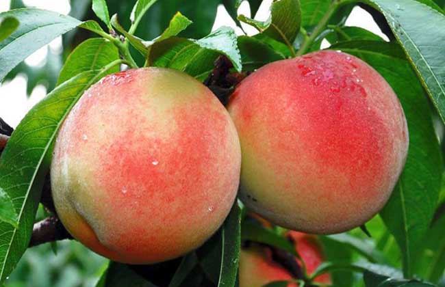 水蜜桃和桃子的区别