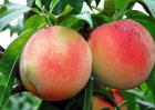 水蜜桃和桃子的区别