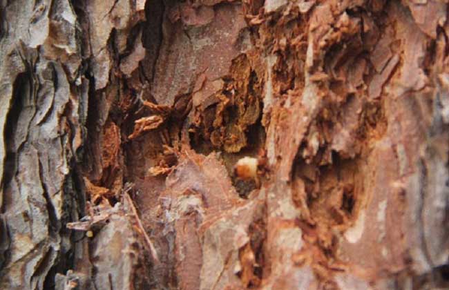 松树常见病虫害图谱图片