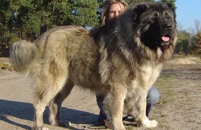 高加索犬能长多大
