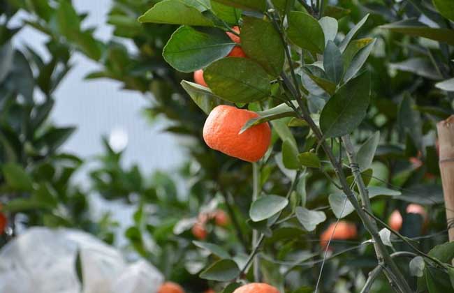 橘子树种植技术