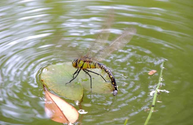 蜻蜓点水是为了什么？