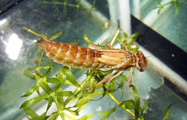 蜻蜓幼虫吃什么食物