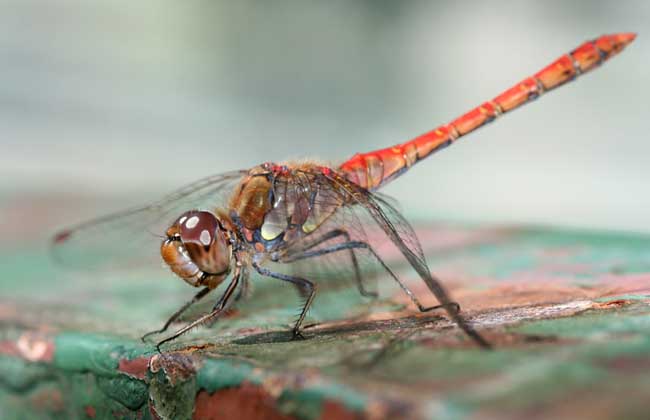 蜻蜓能活多长时间