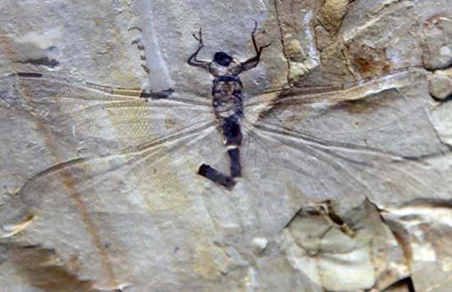 史前巨型蜻蜓